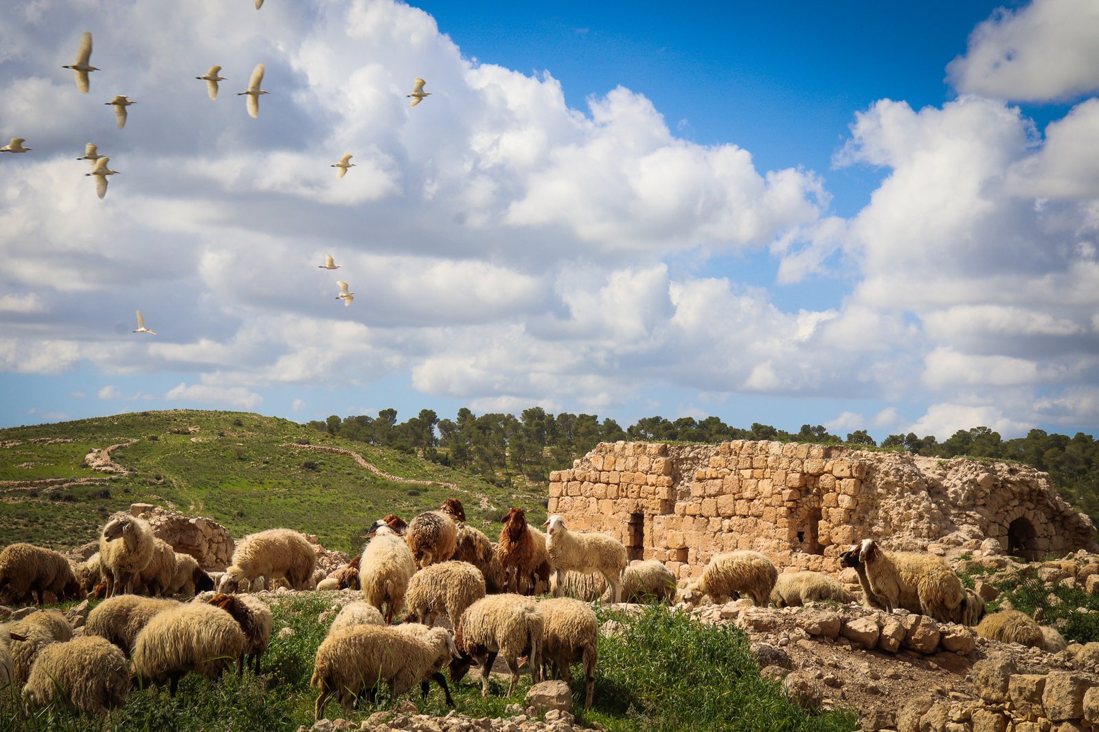 Sheep grazing among ancient ruins with birds in flight