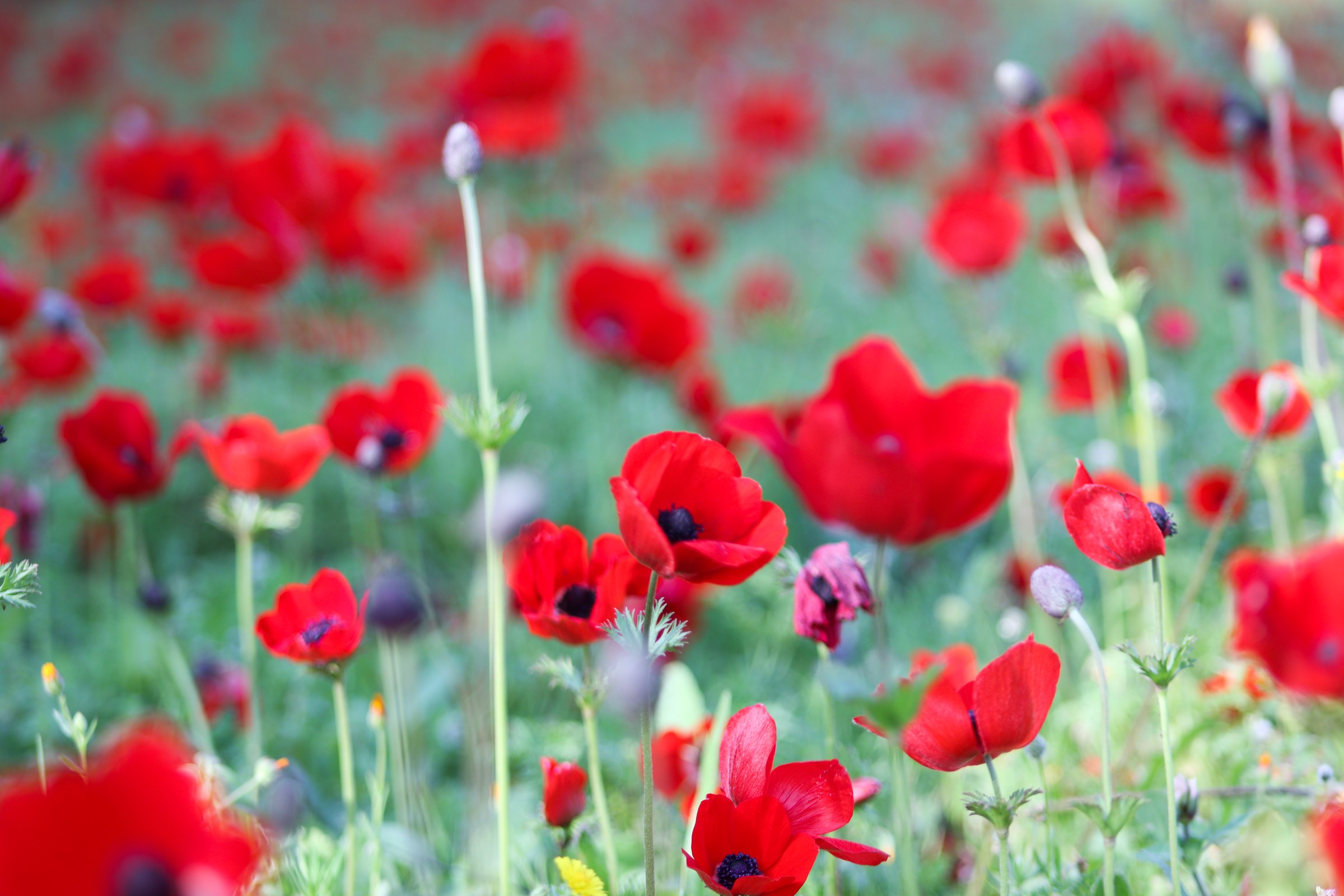 Red anemones in the fields of southern Israel